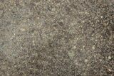 Polished Chondrite Meteorite Slice ( g) - Unclassified NWA #238020-1